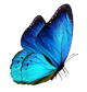 bluebutterflylogocalotrenreviews